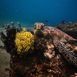sea turtle looking at camera while swimming over yellow coral reef