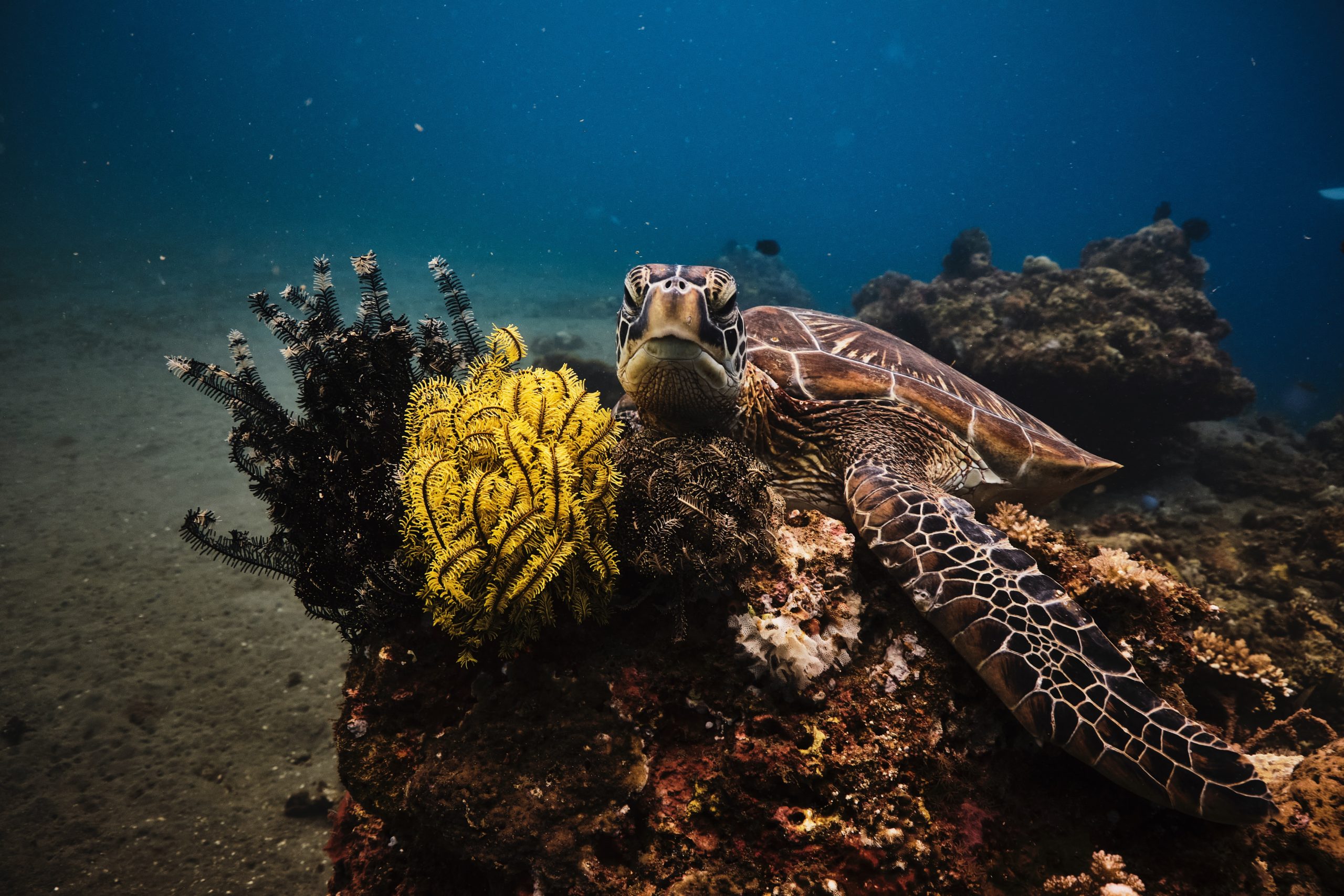 sea turtle looking at camera while swimming over yellow coral reef