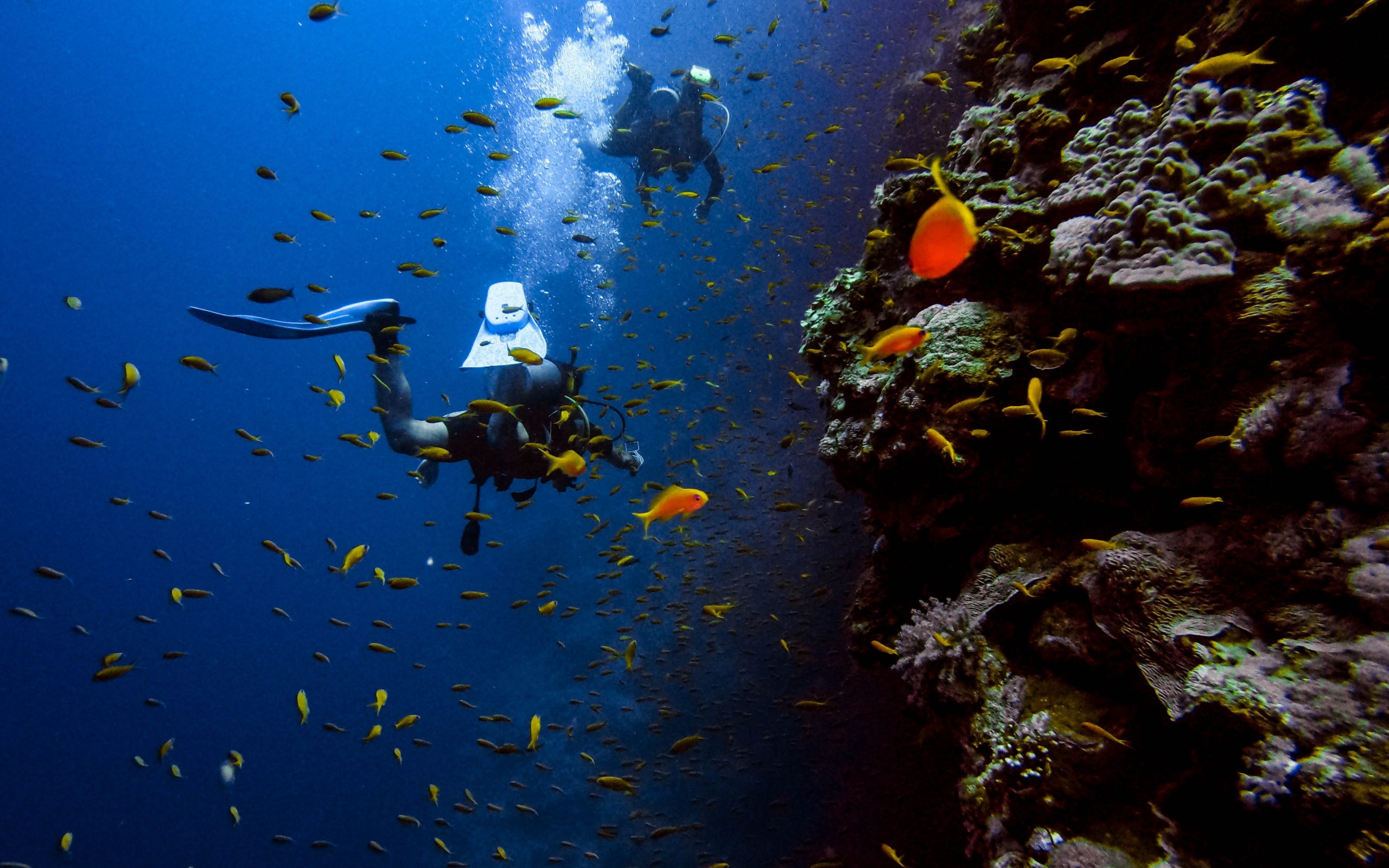 Dive Everyday Utila scuba diving all-inclusive package 3 day adventure